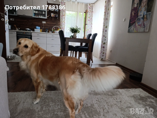 Голдън ретривър -бебе, снимка 6 - Голдън ретривър - 55192338