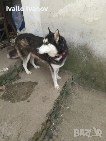 Малки кученца Сибирско хъски, снимка 6 - Хъски - 54125376