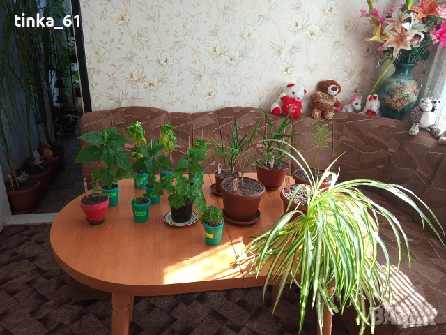Стайни цветя -22 броя, снимка 2 - Стайни растения - 50278691