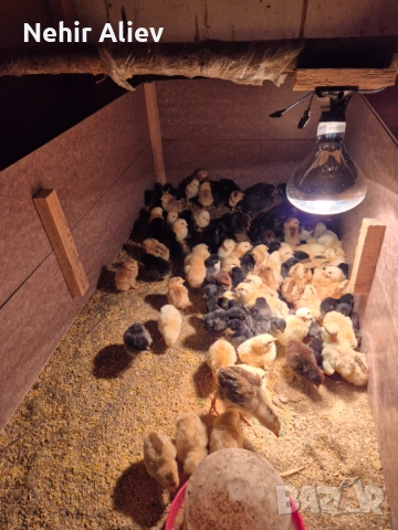 Продавам малки пилета , снимка 2 - други­ - 54372200