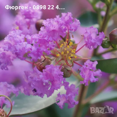 Лагерстремия - индийски люляк  Налични 6 вида, снимка 10 - Разсади - 55423923