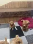 Мини пудел……….., снимка 13
