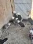 Петли холандска носачка , снимка 2