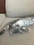Шотландски клепоухи правоухи котета британски котки, снимка 3