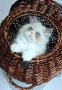 Персийски котенца , снимка 3