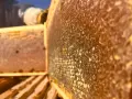 Био пчелен мед от производител - реколта 2026, снимка 10