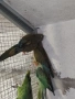 продавам папагали , снимка 3
