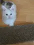 Чистокръвно мъжко котенце с различни очи от породата Мейн Куун , снимка 1