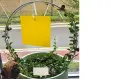 продавам лепкав капан за мухи и други  насекоми , снимка 6