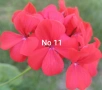 Комплект Мушкато - 10 бр - 10 цвята, снимка 8