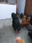 Петли Суперхарко, снимка 7