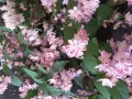 Deutzia Strawberry fields(Дойция ягодова ливада), снимка 3