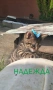 Подаряват се котенца, снимка 3