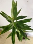 Драцена Dracaena reflexa, снимка 6