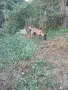 Malinova Belgiska Ovcarka, снимка 6
