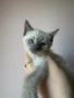 Сиамски котета, снимка 7