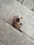Малки кученца си търсят добър стопанин , снимка 1