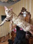 Бенгалски котета, снимка 8