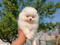 Померан/Померани , снимка 13