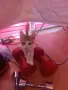 Малки  Котета момиченца, снимка 1
