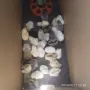 Пиленца Араукана!!!, снимка 1