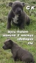 Американско були покет-момиче, снимка 2