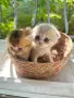 🐾 Чистокръвни котенца Scottish Fold / Scottish Straight – Golden & Silver 🐾, снимка 3