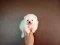 Бели Померани. Различни възрасти! , снимка 5