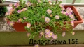 Делосперма в сандъче ( голямо растение ), снимка 1