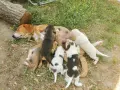Бигълчета родени юни месец, снимка 2
