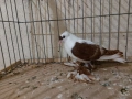 саксонски чайки , снимка 2