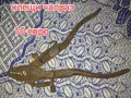 старинни вещи за декорация, снимка 12