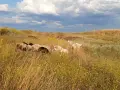 Елитни каракачански овце , снимка 1