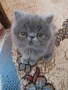 Продавам персийски женски котета, снимка 1