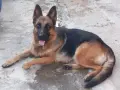 Търсят си нов дом., снимка 13