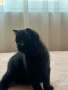 Малки шотландски котенца , снимка 5