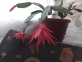 Великденче – великденски кактус, снимка 5
