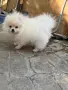 Момиче на три месеца с чип, снимка 2
