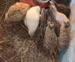 Пъдпъдъци на различна възраст, снимка 2