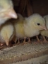 Продавам бройлерни пилета, снимка 3