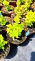 Берберис Мария, Berberis thunbergii ‘Maria'!!!, снимка 6