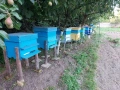 Продавам Пчелни Семейства , снимка 6