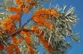 Облепиха (Hippophae), снимка 6