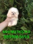 Миниатюрно мини момиченце. Померан., снимка 1