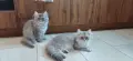 Персийски котета, снимка 10