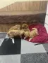 Мини пудел……….., снимка 9