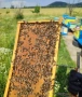 пчелни отводки, снимка 4