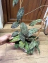 Hoya Хоя Caudata Green Borneo , снимка 4