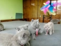 Британчета котета, снимка 3