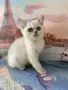 британски котенца, снимка 4